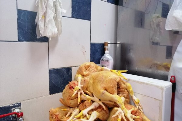 Рабочая ссылка на кракен в торе