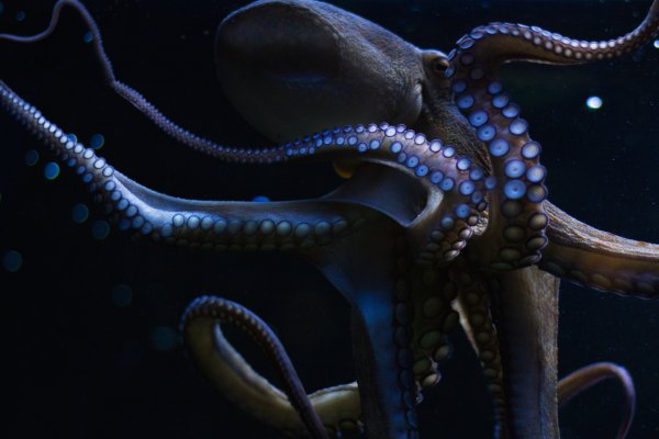 Kraken 2krn cc